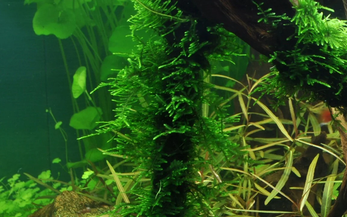 Spiky Mossa 2