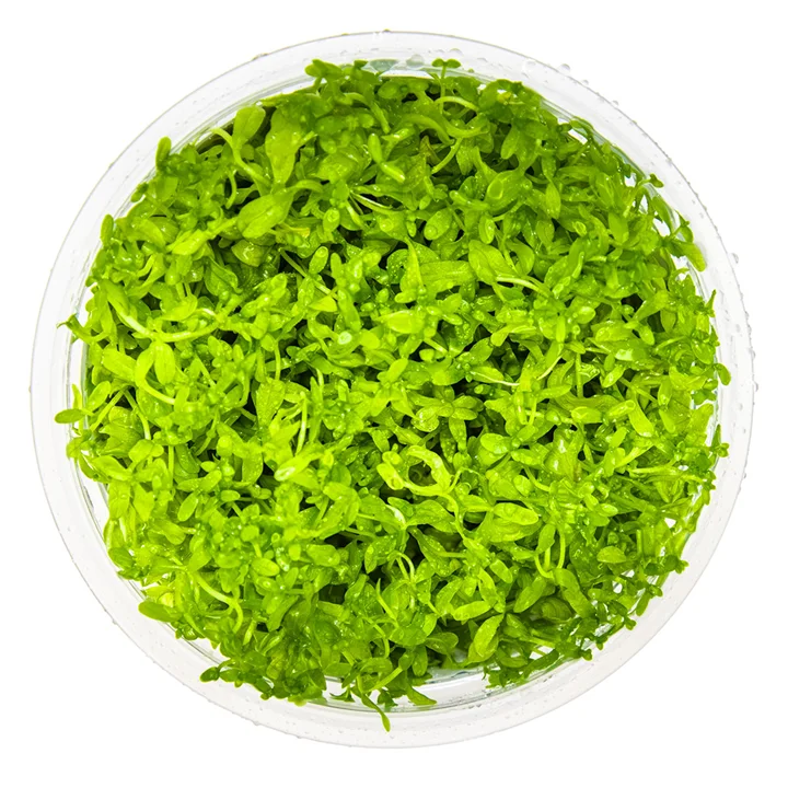 Micranthemum glomeratum 2