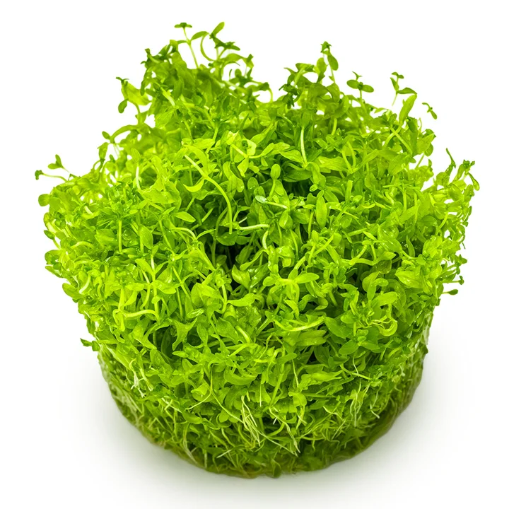 Micranthemum glomeratum 3