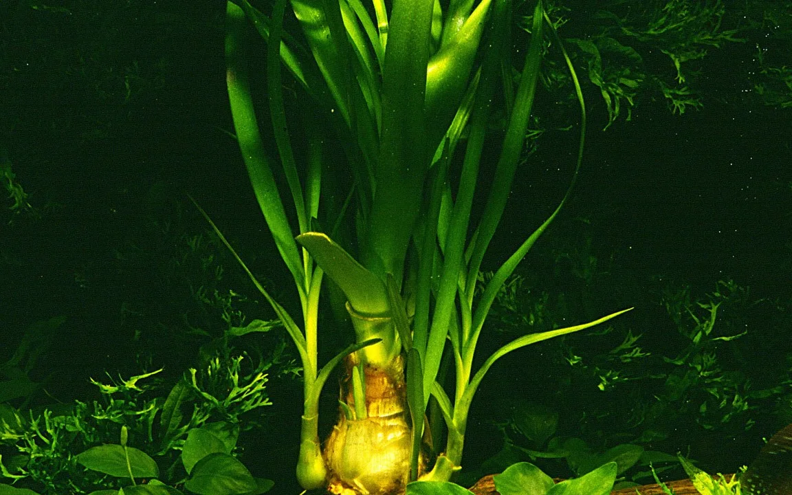 Crinum thaianum 4