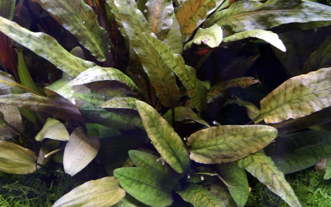 Cryptocoryne wendtii 'Tropica' 3