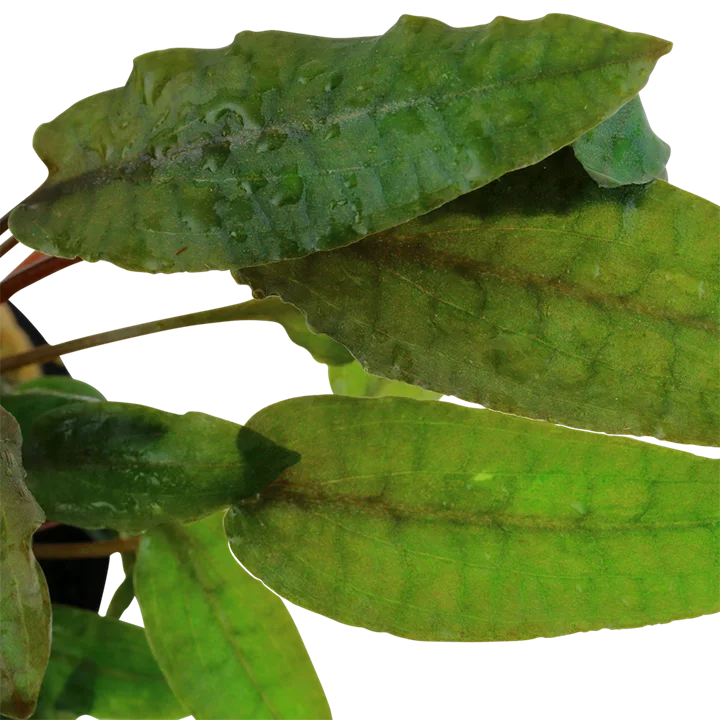 Cryptocoryne wendtii 'Tropica' 2