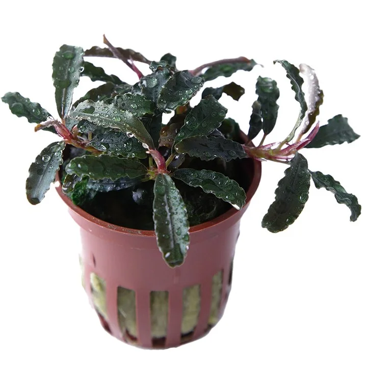 Bucephalandra 'Kedagang' 2