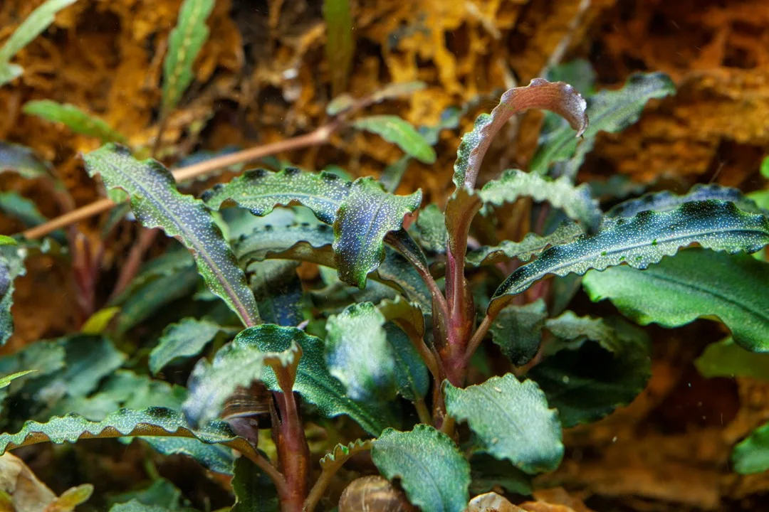 Bucephalandra 'Kedagang' 3