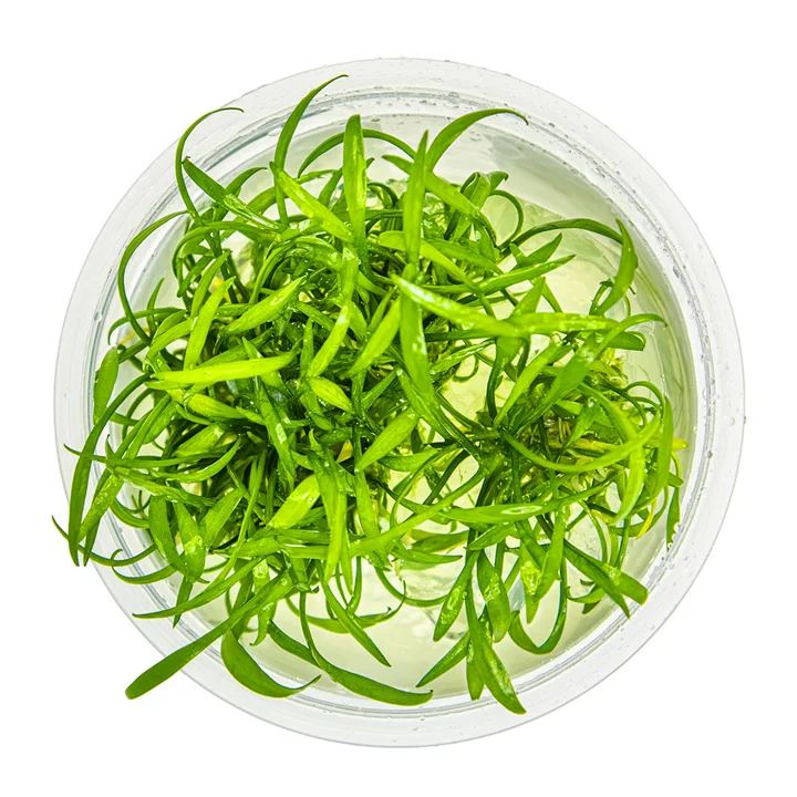Cryptocoryne parva 3