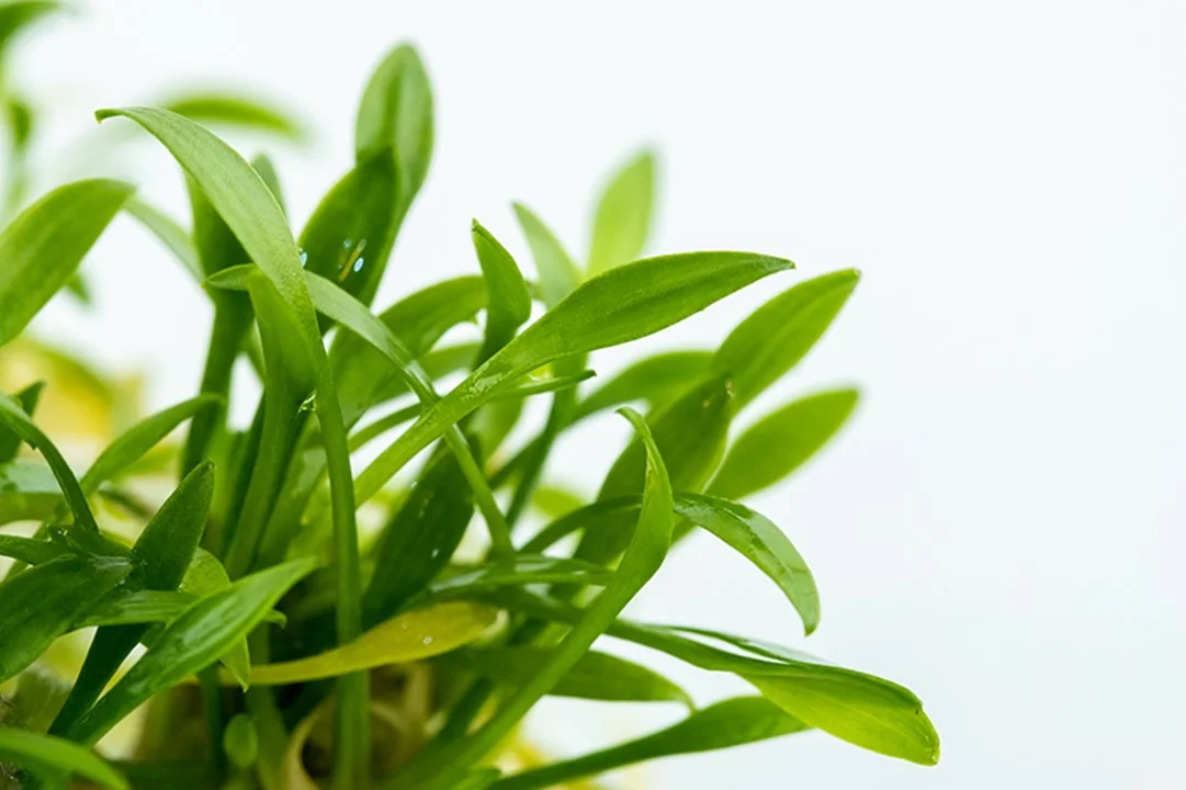 Cryptocoryne parva 4