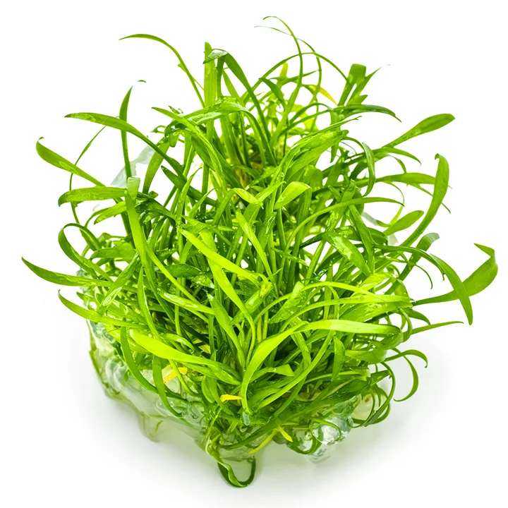 Cryptocoryne parva 2