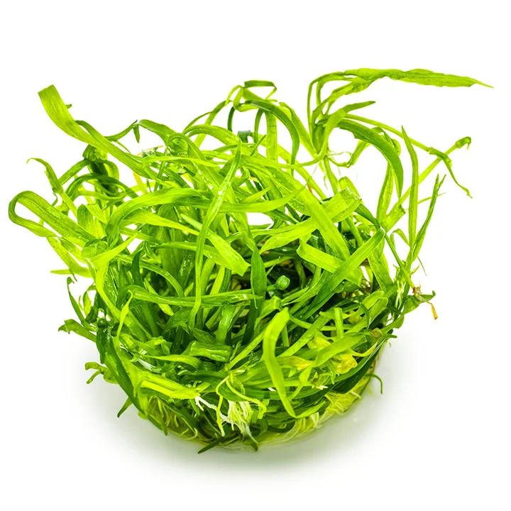 Helanthium tenellum 'Green' 3