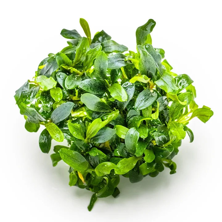Bucephalandra sp. 'Needle Leaf' 2