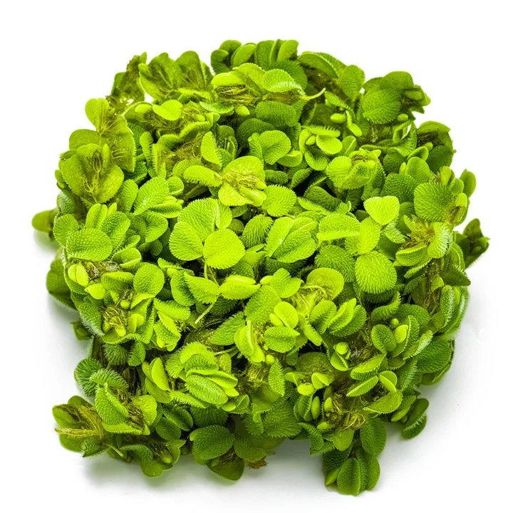 Salvinia minima 3