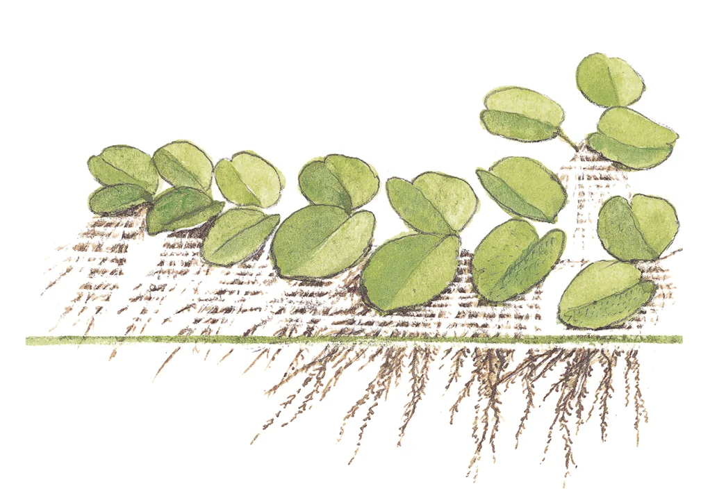 Salvinia minima 5