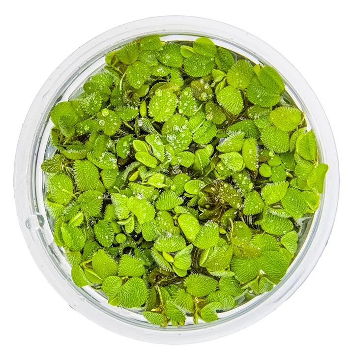 Salvinia minima 2