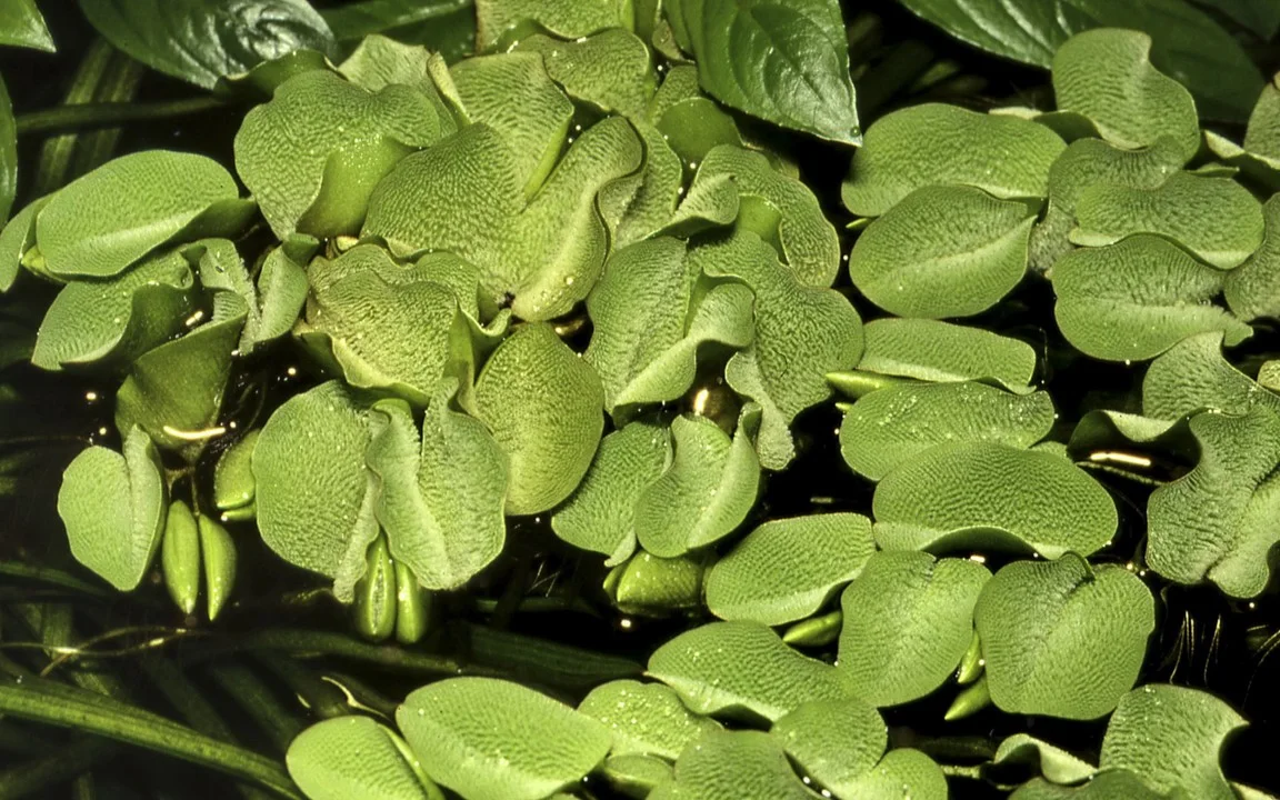 Salvinia minima 4