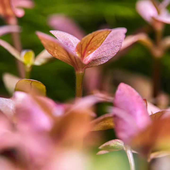 Bacopa salzmannii 'Purple' 3