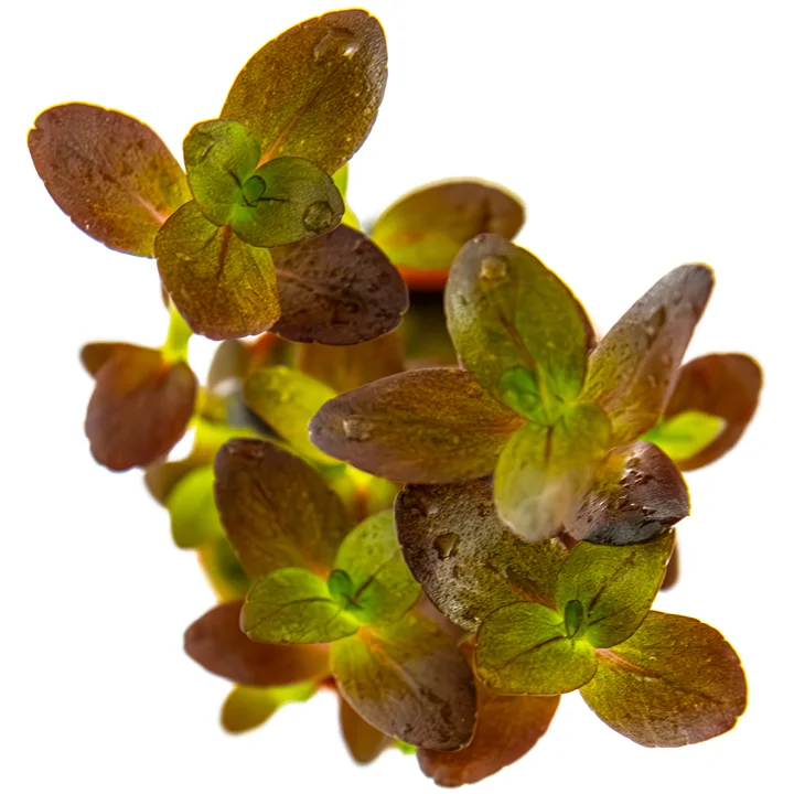 Bacopa salzmannii 'Purple' 2