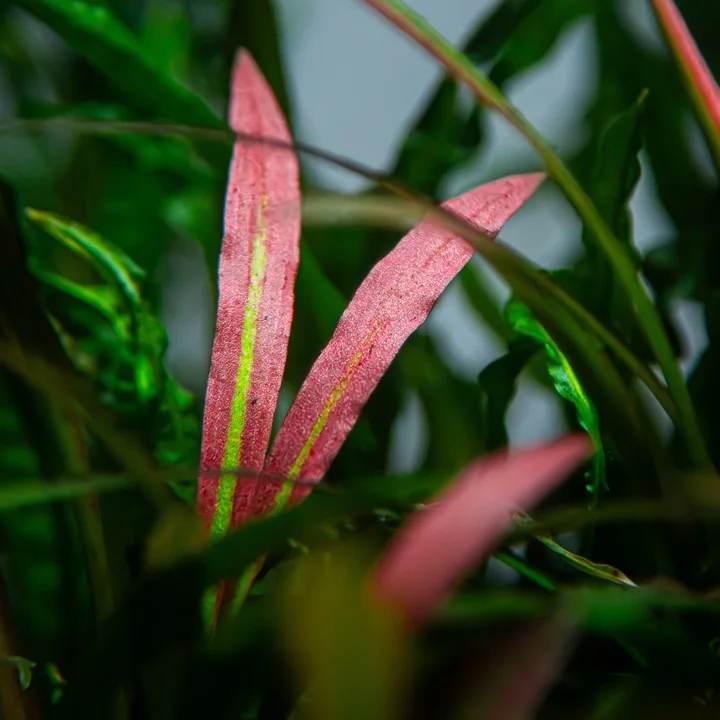 Cryptocoryne spiralis 'Red' 3