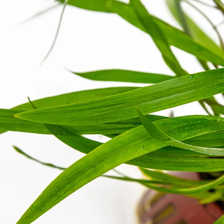 Cryptocoryne spiralis 'Red' 2