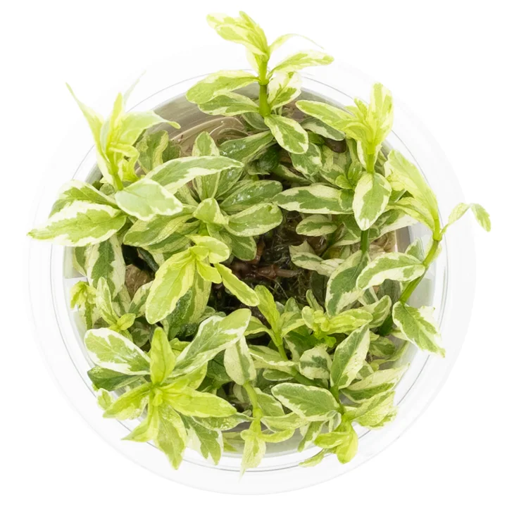 Hygrophila polysperma 'White' 2