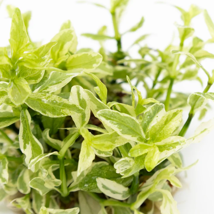 Hygrophila polysperma 'White' 4