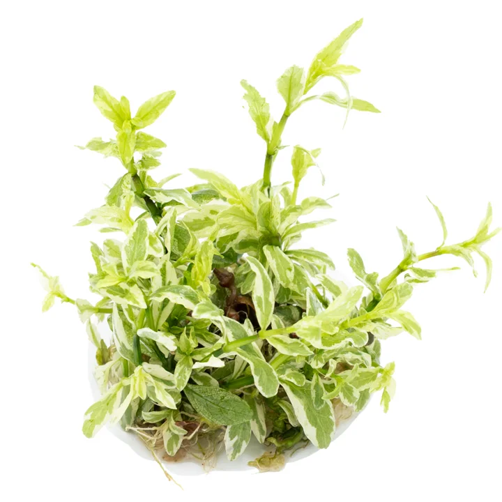 Hygrophila polysperma 'White' 3