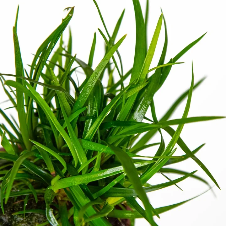 Eriocaulon sp. 'Vietnam' 2
