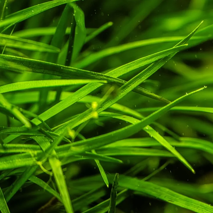 Eriocaulon sp. 'Vietnam' 3
