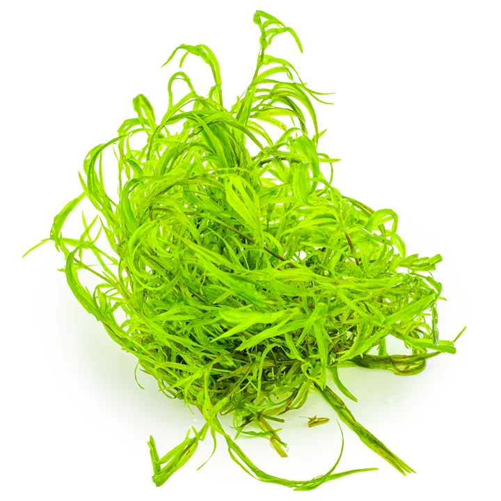 Najas guadalupensis 'Guppy Grass' 3