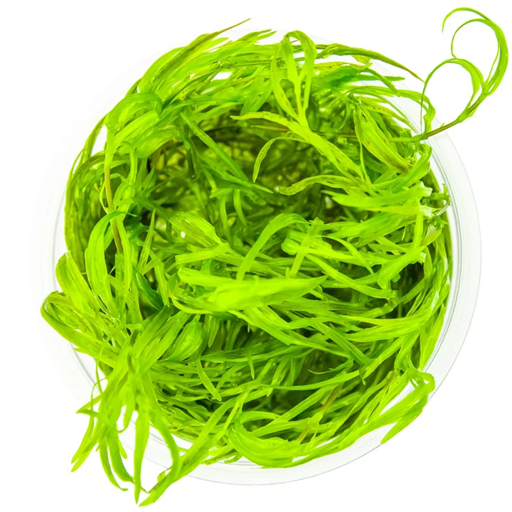 Najas guadalupensis 'Guppy Grass' 2
