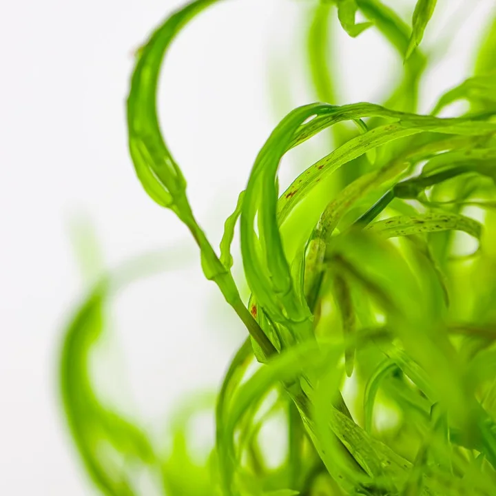 Najas guadalupensis 'Guppy Grass' 4