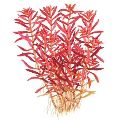 Rotala rotundifolia 'Blood Red' 2