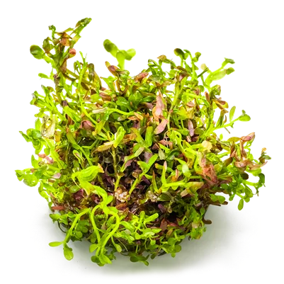 Rotala rotundifolia 'Blood Red' 3