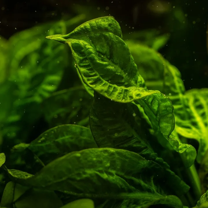 Echinodorus grisebachii 'Tropica' 4