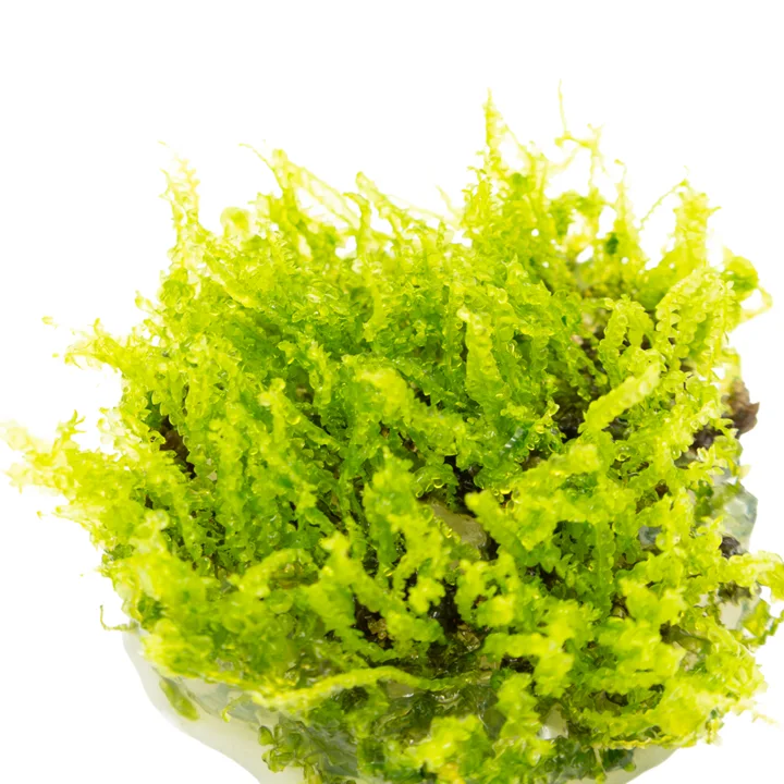 Solenostoma tetragonum 'Pearl Moss' 2