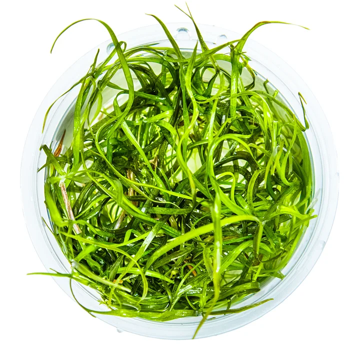 Sagittaria subulata 'Needle Leaf' 2