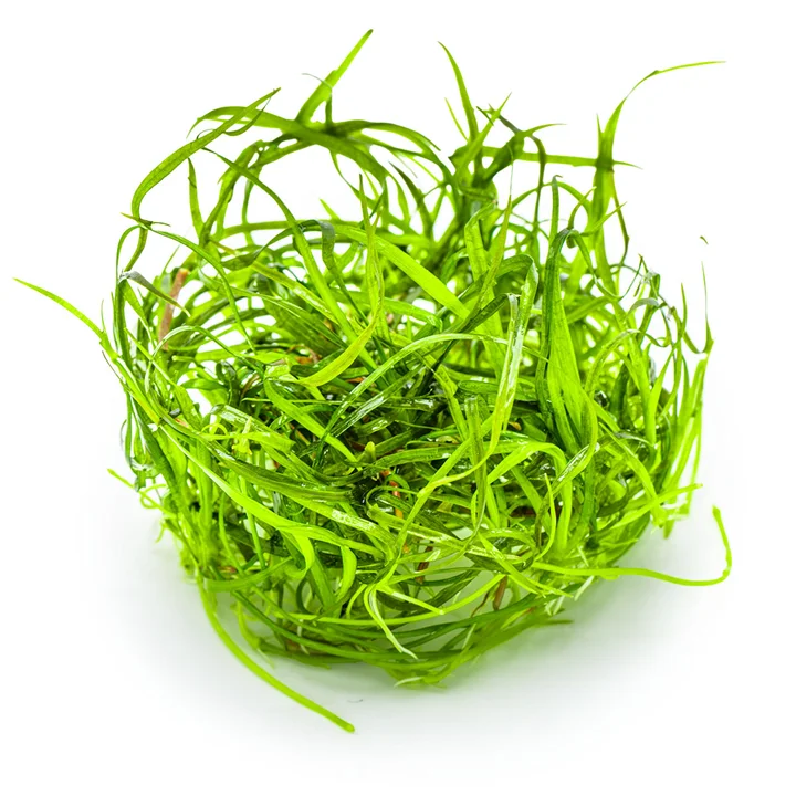 Sagittaria subulata 'Needle Leaf' 3