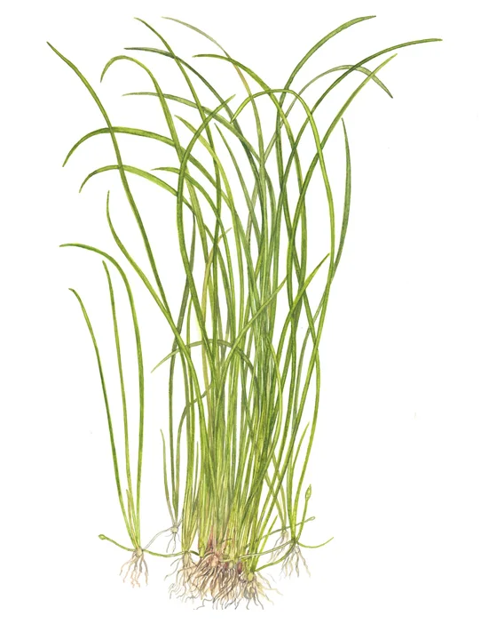 Sagittaria subulata 'Needle Leaf' 5