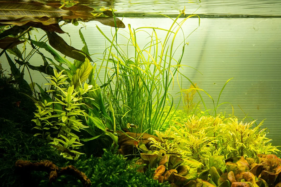Sagittaria subulata 'Needle Leaf' 4