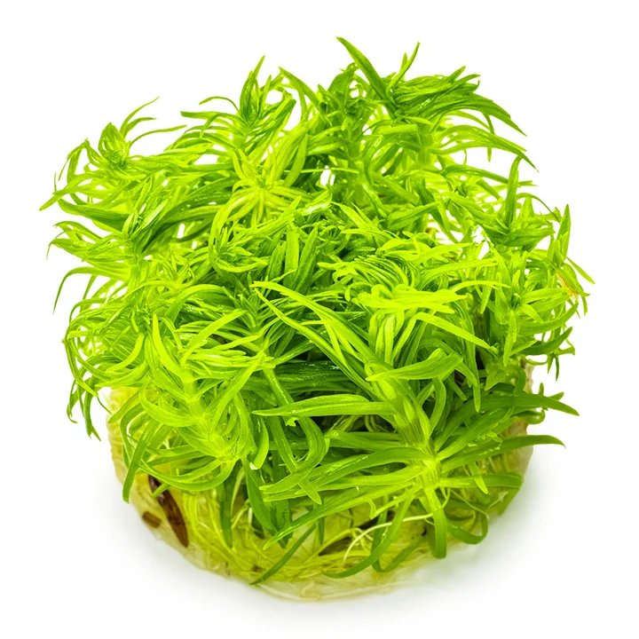 Pogostemon deccanensis 3