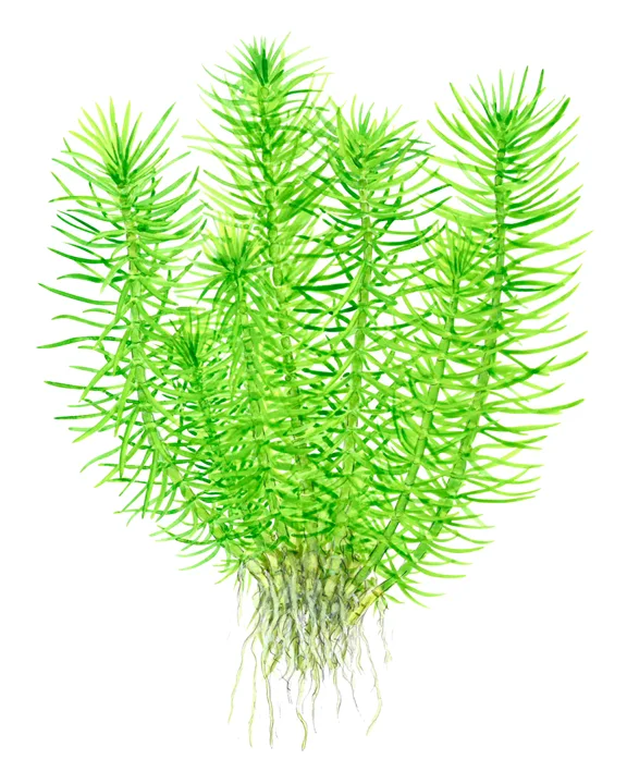 Pogostemon deccanensis 5