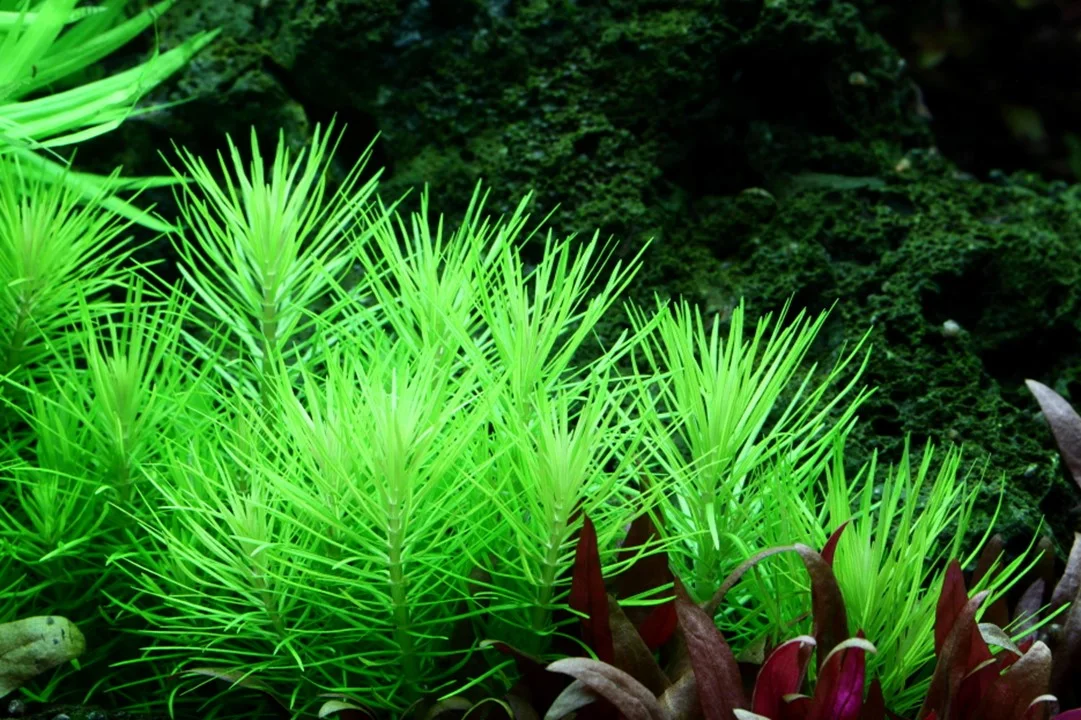 Pogostemon deccanensis 4