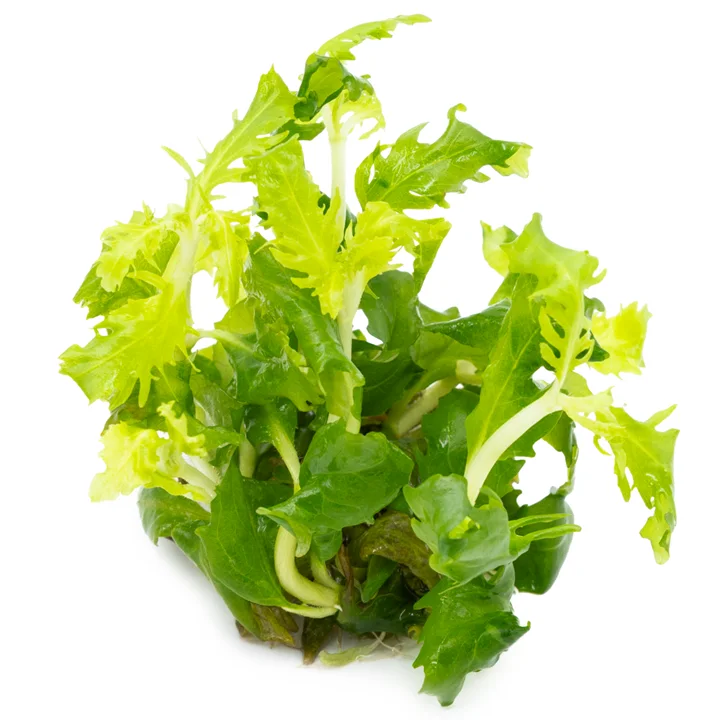 Hygrophila difformis 3