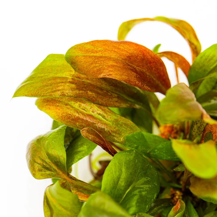 Lysimachia parvifolia ‘Red’ 4
