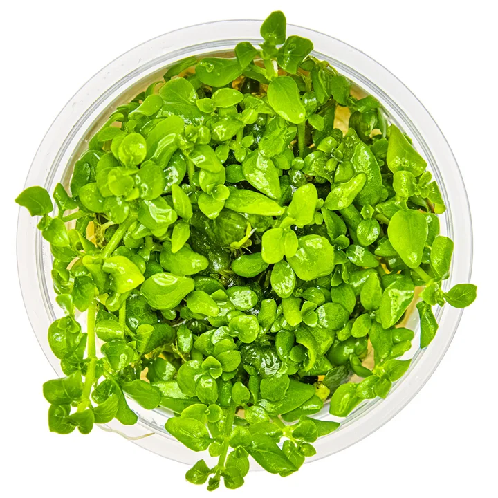 Hygrophila serpyllum 3