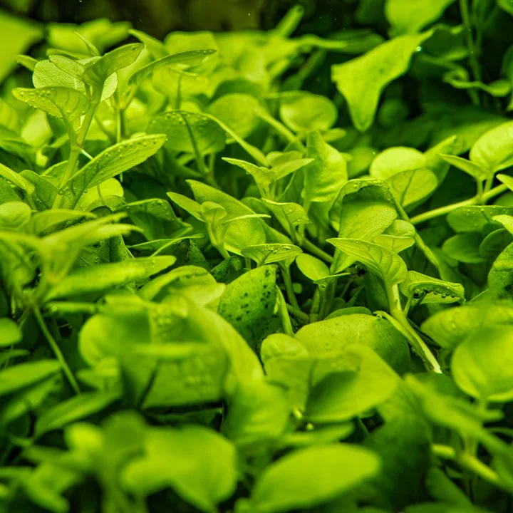 Hygrophila serpyllum 4