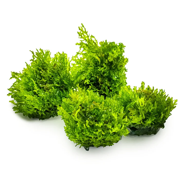 Riccardia chamedryfolia 2