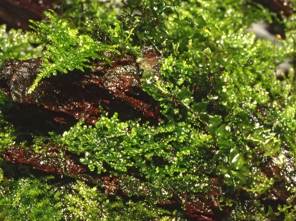 Riccardia chamedryfolia 4