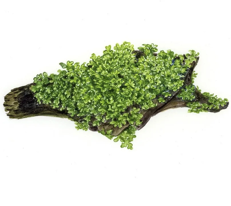 Riccardia chamedryfolia 5