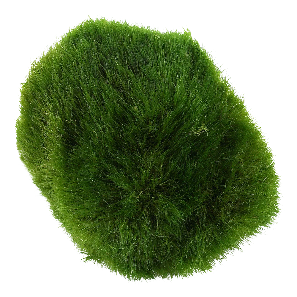 Mossboll M 5