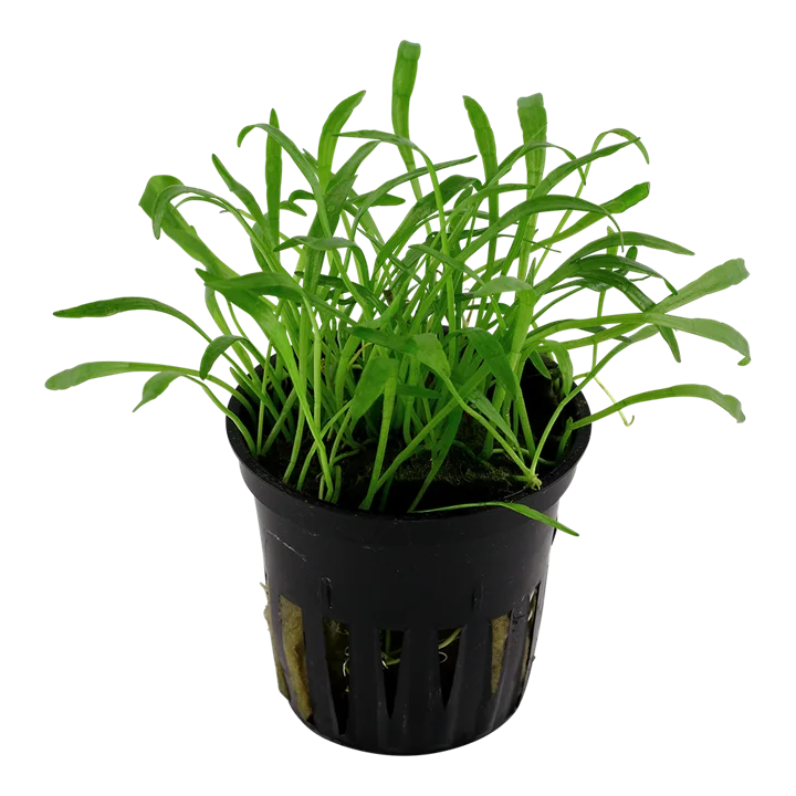 Lilaeopsis brasiliensis 2