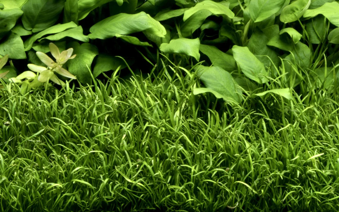 Lilaeopsis brasiliensis 4